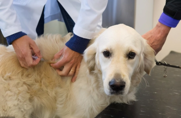 狗狗驅蟲藥多久一次 狗狗驅蟲藥多久一次