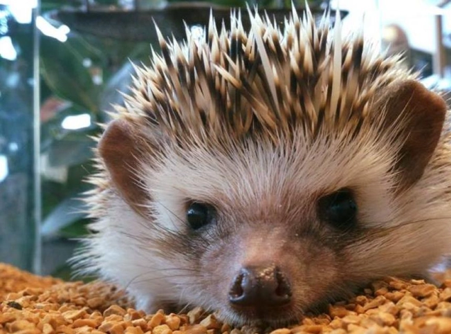 刺蝟鼠飼養全攻略：從入門到精通，解決所有疑難雜症