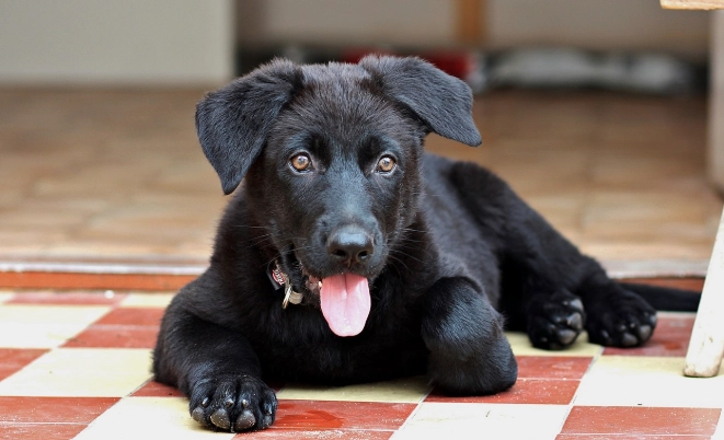 幼犬餵食量計算