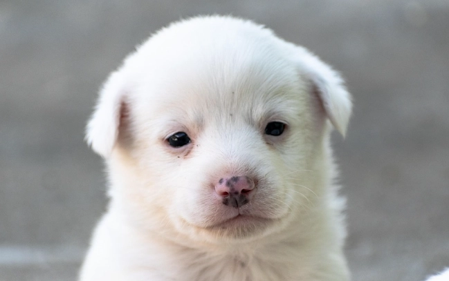 狗狗體內驅蟲藥