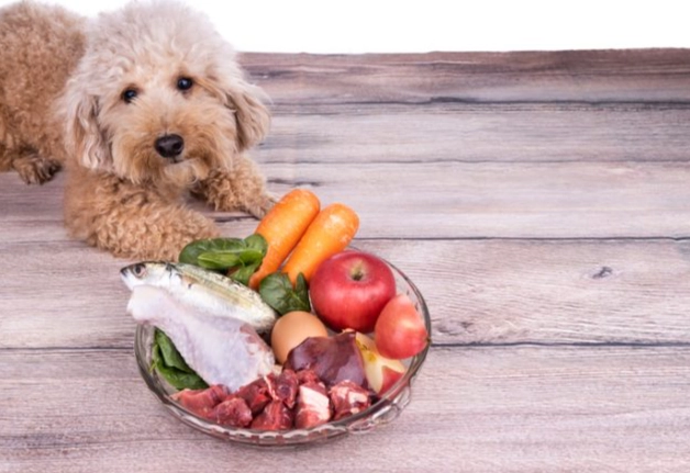 寵物腫瘤飲食管理