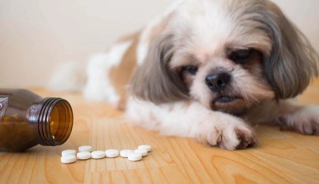 寵物用藥安全