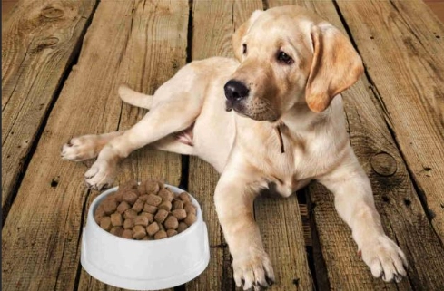 幼犬飼料泡軟時間