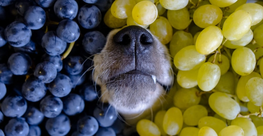 狗狗吃葡萄急救