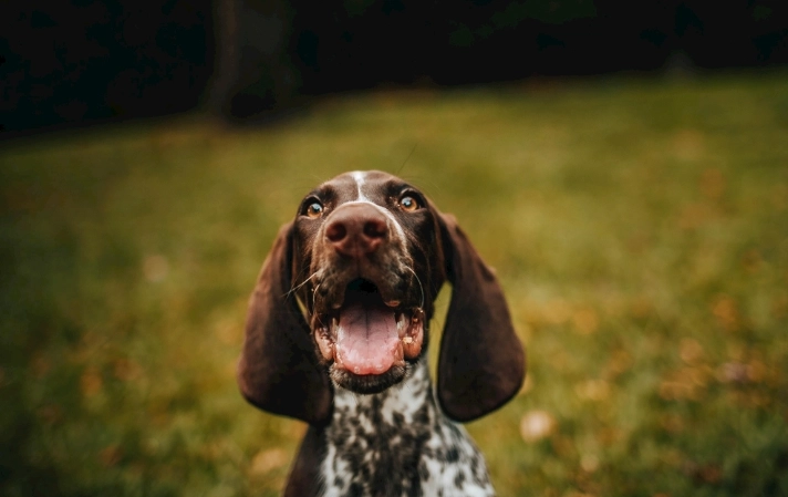 狗狗腸胃出血症狀