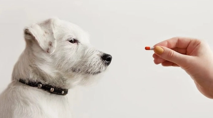 狗狗食慾促進劑風險