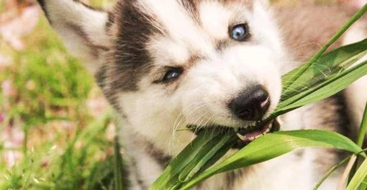 香茅對狗的影響