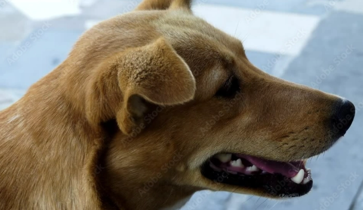 狗狗腸胃出血症狀