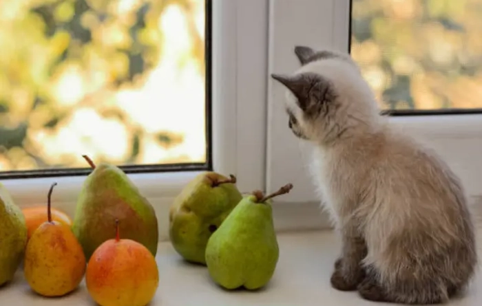 梨對貓的影響