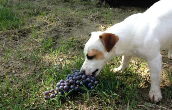 狗狗吃葡萄急救