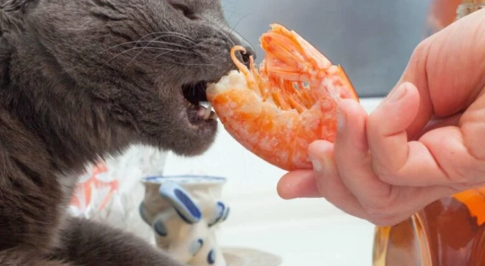 貓咪吃蝦注意事項