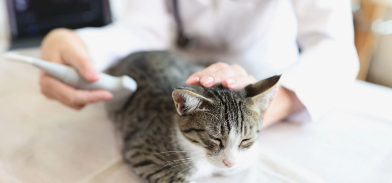 貓咪神經學檢查