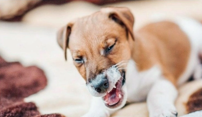 破傷風疫苗時效