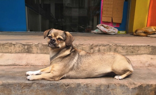 香茅油狗使用方法