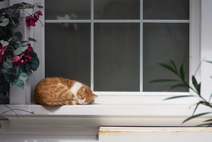 香茅油寵物安全