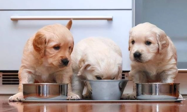 幼犬斷奶飲食