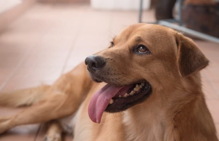 狗狗腸胃炎照護