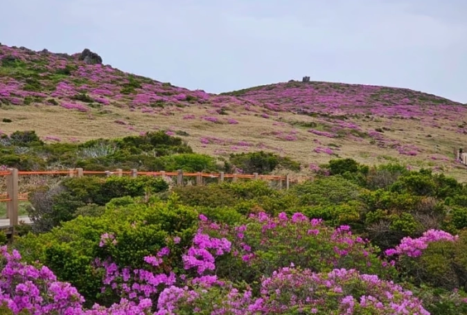 濟州島漢拿山 濟州島漢拿山