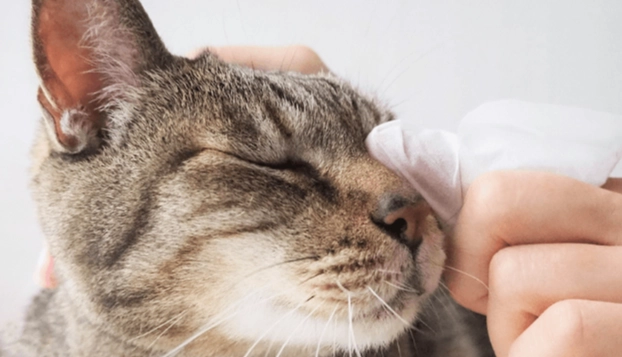 貓蜂叮恢復時間