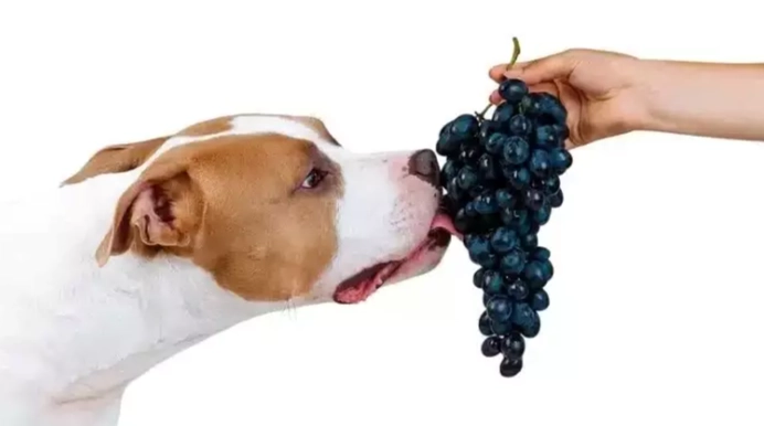 葡萄對狗有毒