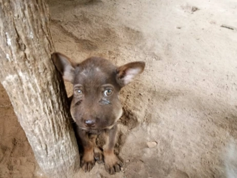 寵物蜜蜂叮咬治療