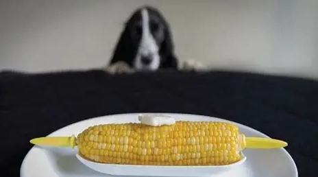 玉米粒對狗的影響