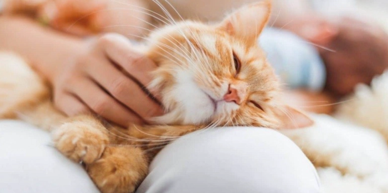 貓蜜蜂叮咬症狀