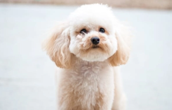 貴賓狗護理方法