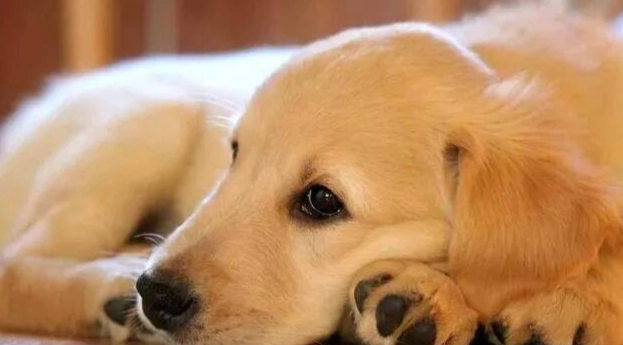 安撫狗狗情緒 安撫狗狗情緒