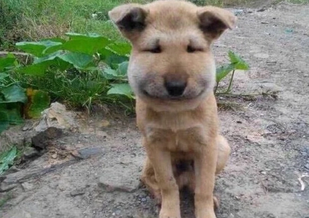 狗被蜜蜂叮處理