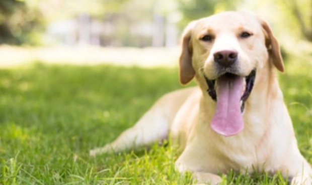 狗狗聞香茅安全嗎