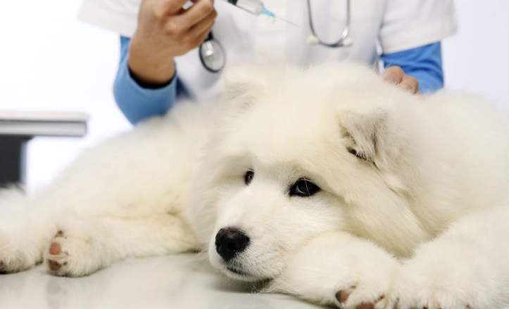 狗藥副作用處理