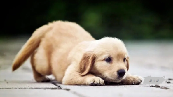 狗狗分離焦慮 狗狗分離焦慮