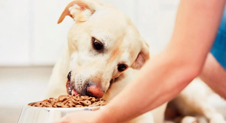 高蛋白狗糧推薦