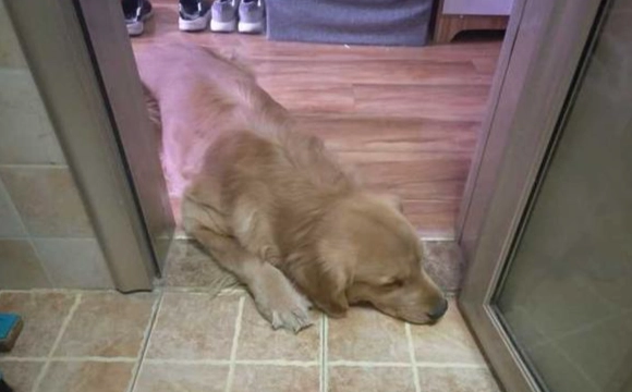 寵物狗睡眠習慣