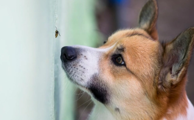 預防狗被蜜蜂叮