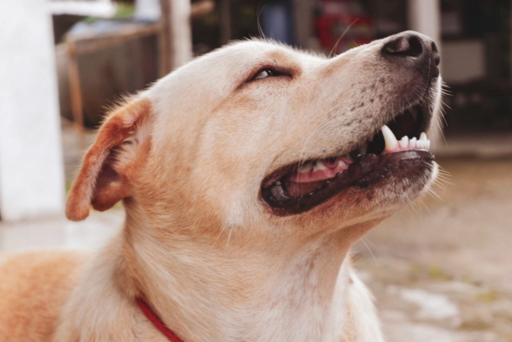 出血性腸胃炎症狀