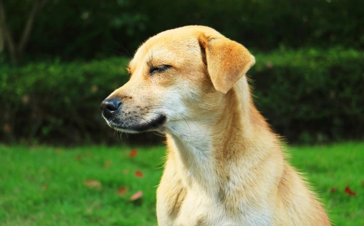 寵物消化道問題