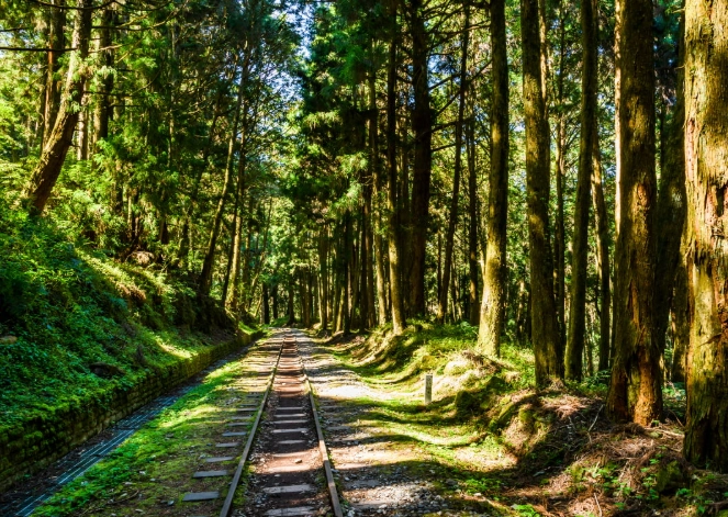 阿里山兩天一夜行程