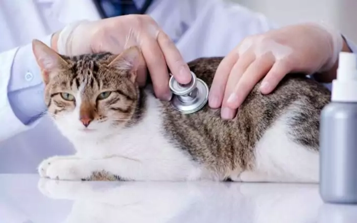 獸醫神經學檢查