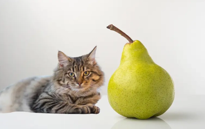 貓可以吃水果嗎