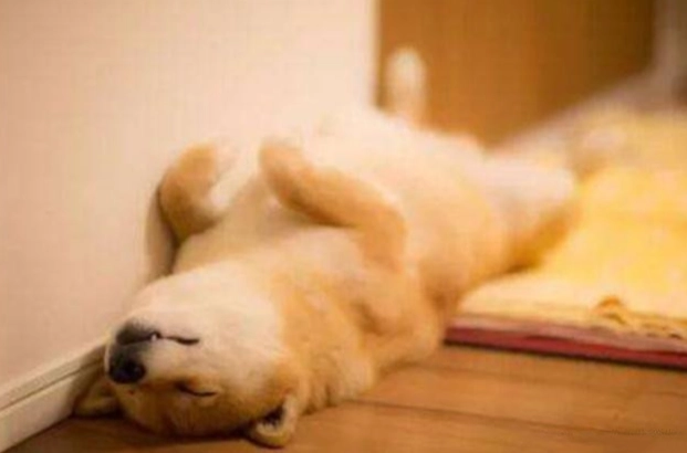 寵物行為分析 寵物行為分析