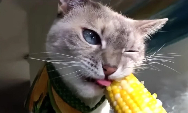 糯米玉米對貓的影響