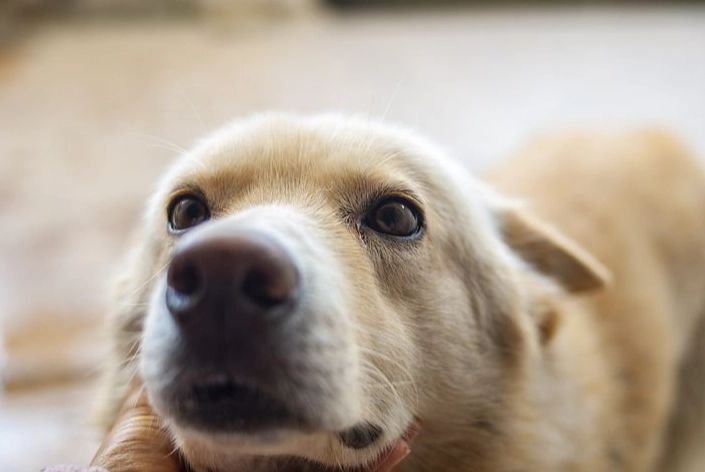 狗狗腸胃炎照護