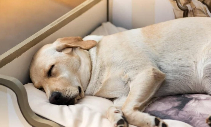 狗四腳朝天睡姿