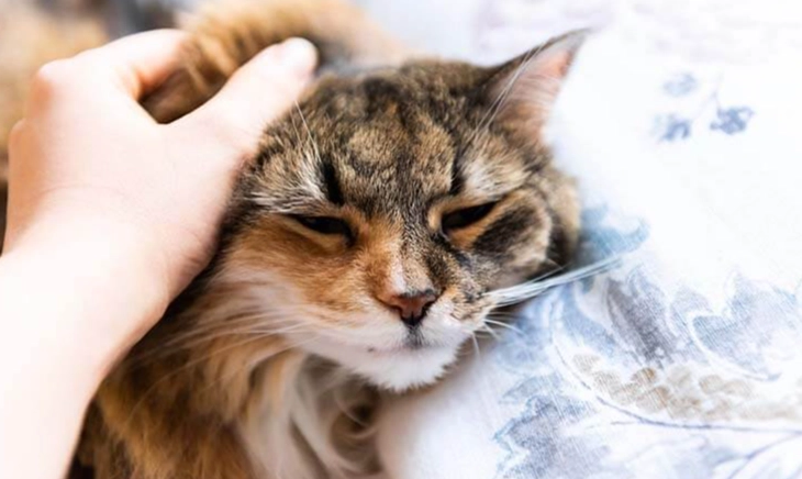 寵物蜜蜂叮咬就醫