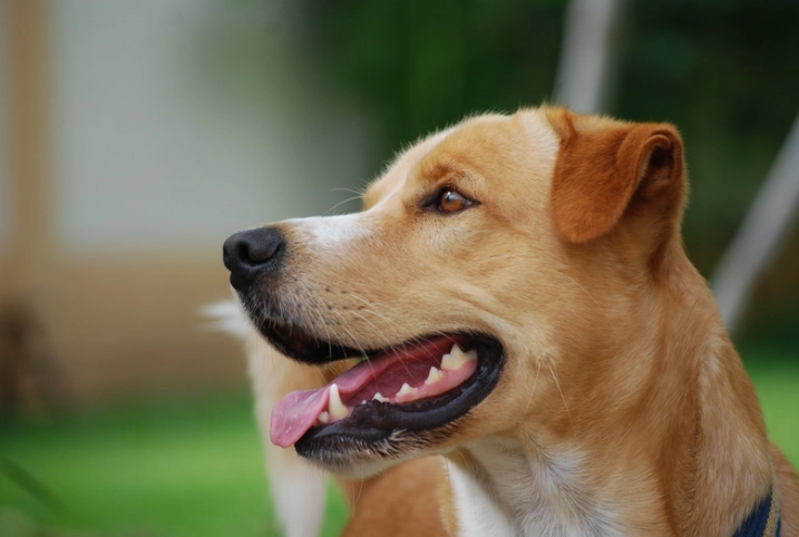 出血性腸胃炎症狀