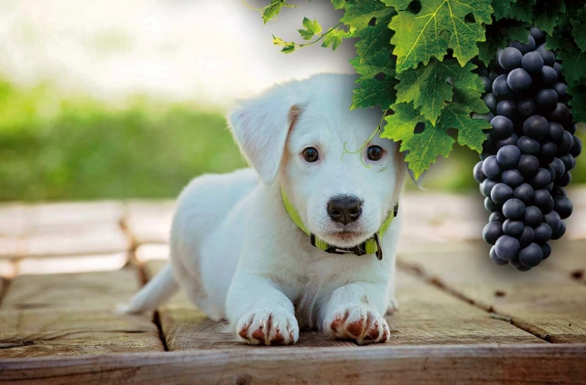 狗狗吃葡萄急救