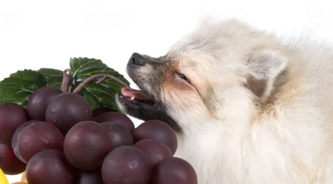 葡萄對狗的毒性