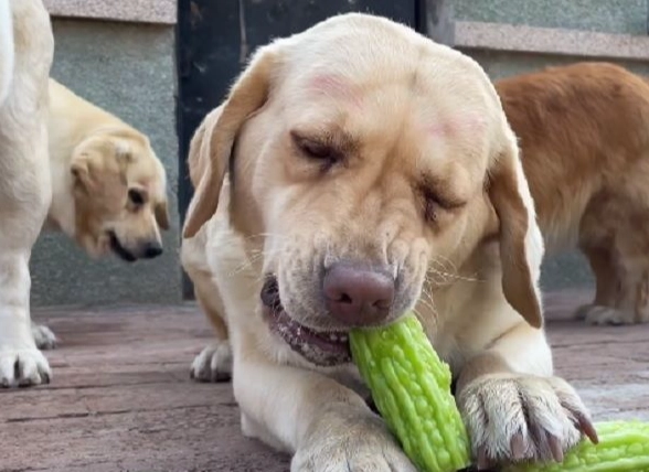 狗可以吃什麼蔬菜 狗可以吃什麼蔬菜